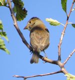 Indigo Bunting