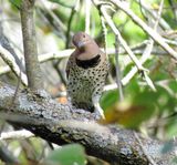 Northern Flicker