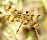 Halloween Pennant