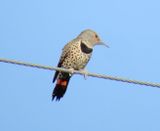Northern Flicker