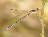 Southern Spreadwing