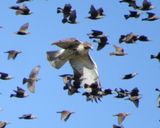 Red-Tailed Hawk