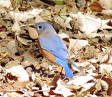 Eastern Bluebird