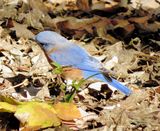 Eastern Bluebird