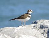 Killdeer