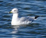 Ring-Billed Gull