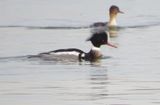 Red-Breasted Merganser