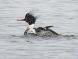 Red-Breasted Merganser