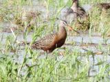 Hudsonian Godwit
