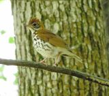 Wood Thrush
