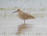 Willet