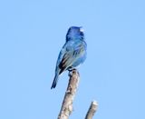 Indigo Bunting