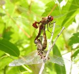 Red Saddlebags
