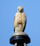 Red-Shouldered Hawk