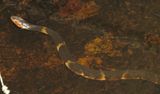 Broad-Banded Watersnake