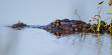 American Alligator