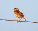 Chihuahuan Meadowlark