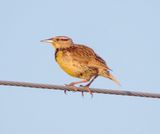 Chihuahuan Meadowlark