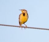 Chihuahuan Meadowlark