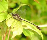 Black-Shouldered Spinyleg