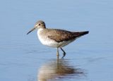 Solitary Sandpiper