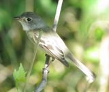 Alder Flycatcher