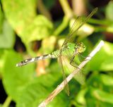 Eastern Pondhawk