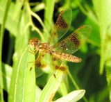 Eastern Amberwing