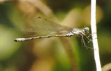 Northern Spreadwing