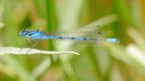 Genus Enallagma