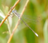Spotted Spreadwing