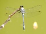 Eastern Pondhawk
