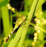 Eastern Pondhawk