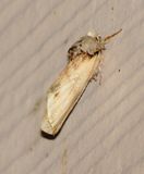 Red-Humped Caterpillar Moth