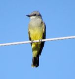 Cassins Kingbird
