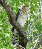 Coopers Hawk