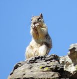 Rock Squirrel