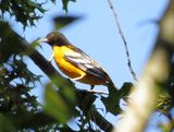 Baltimore Oriole