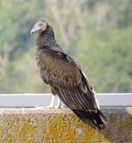 Turkey Vulture