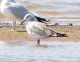 Laughing Gull
