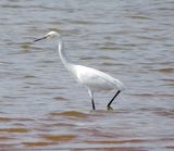 Snowy Egret