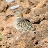 Buff-Breasted Sandpiper