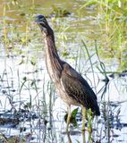 Green Heron