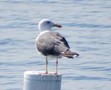 Lesser Black-Backed Gull