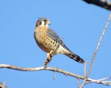 American Kestrel