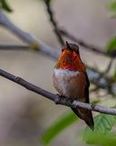 Rufous Hummingbird