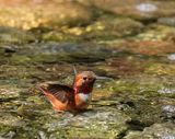 Rufous Hummingbird