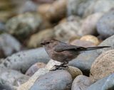 Common Bushtit