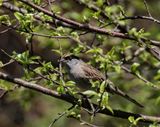 Golden-crowned Sparrow