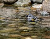 Yellow-rumped Myrtle Warbler